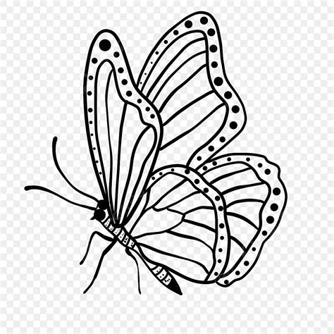 butterfly drawing clipart black and white